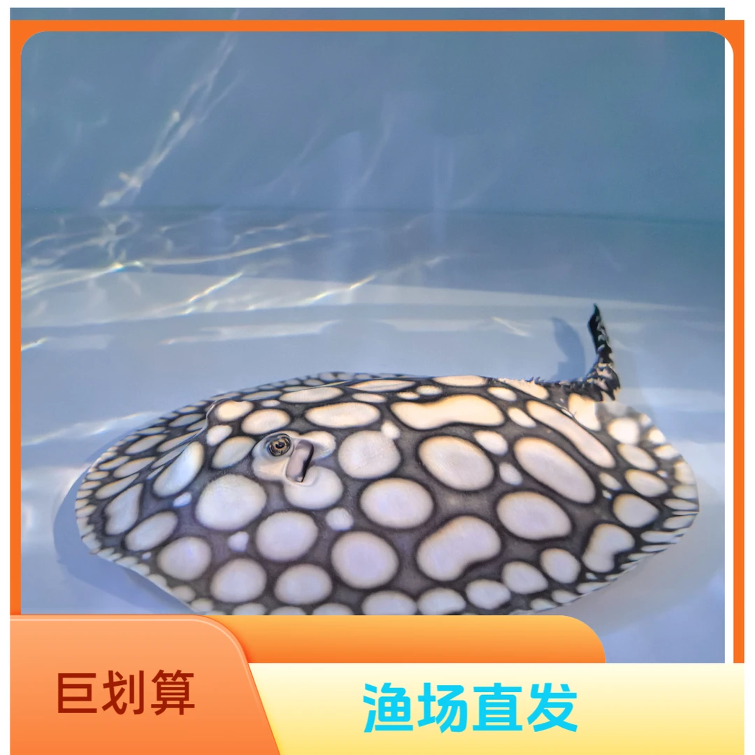 黑白皇冠魟鱼直播间专用改价链接(定金)