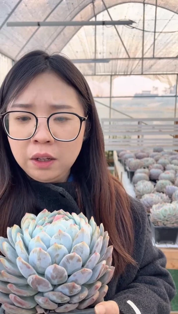 【闪购商品】124-大单头橙梦露带盆土13.8