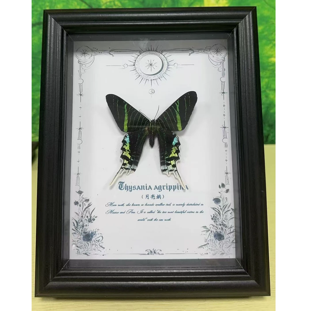 月亮娥蝴蝶标本高颜值罕见原蝶展示框摆件挂画装饰画男女友礼物