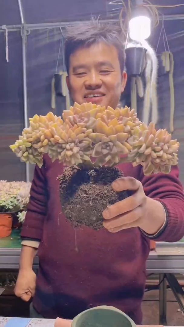 128淡雪缀化一物一拍