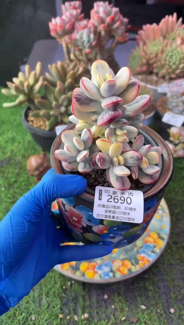 昆明印象多肉2690