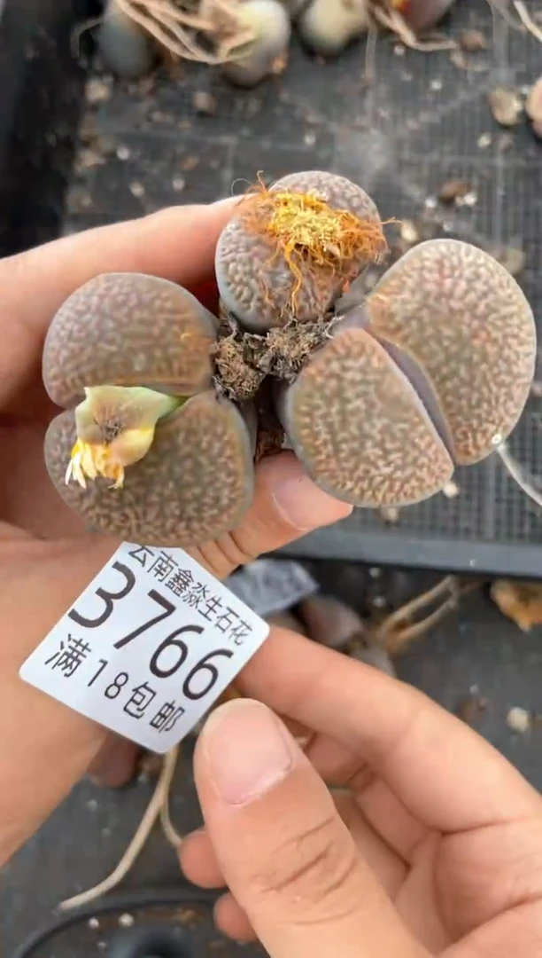 3766特价富贵玉有瑕疵发货1颗量拍【有疤痕】