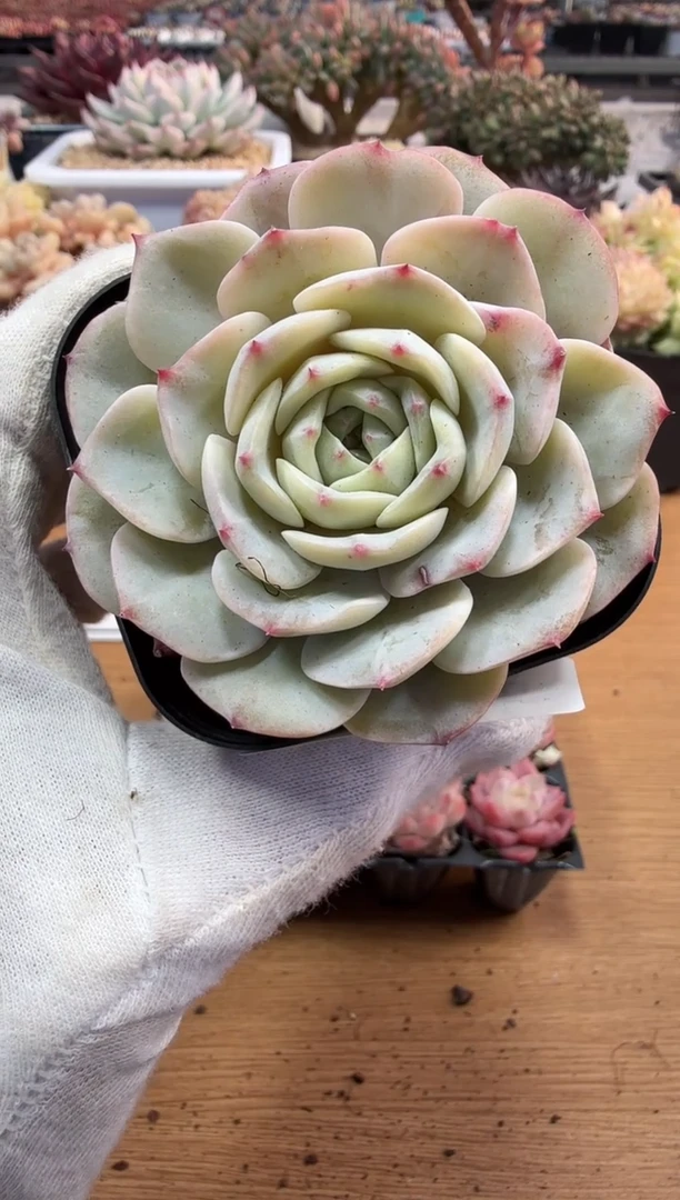 东云多肉园二店-150