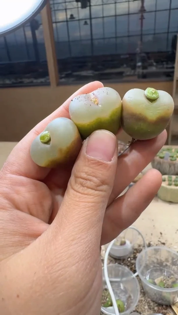 17-176多肉植物肉锥