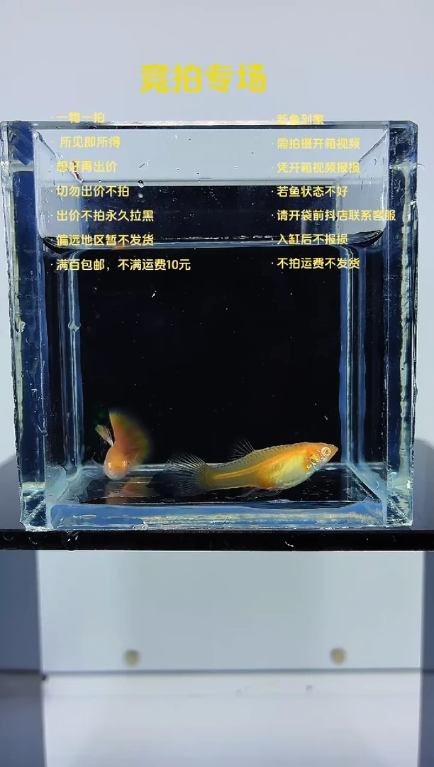 孔雀鱼金粉一对-41