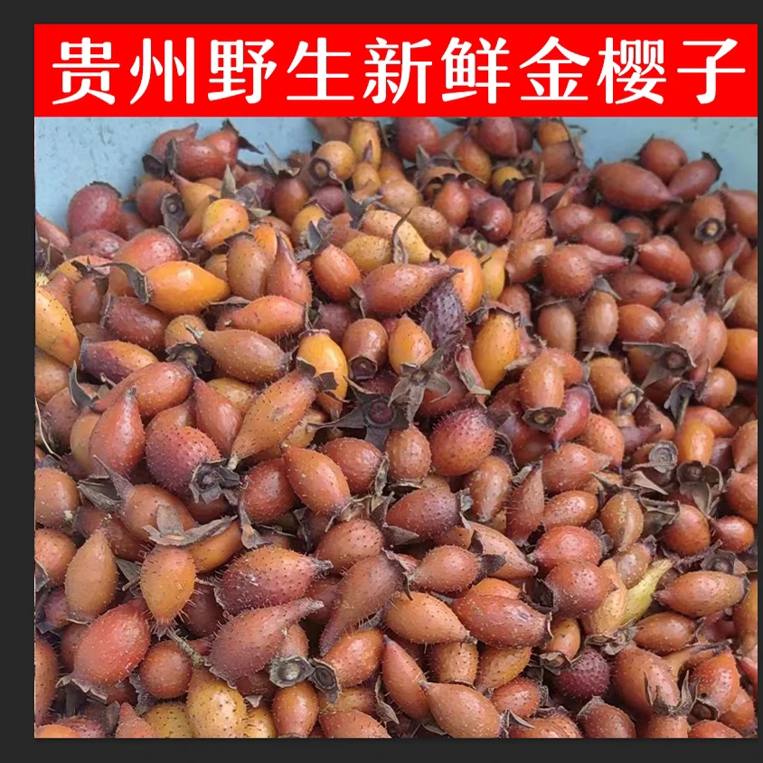 贵州野生金樱子鲜果成熟新鲜泡酒刺梨果