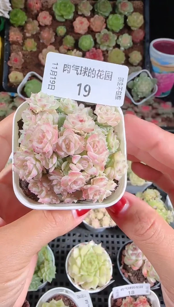 1119-19群生不包整