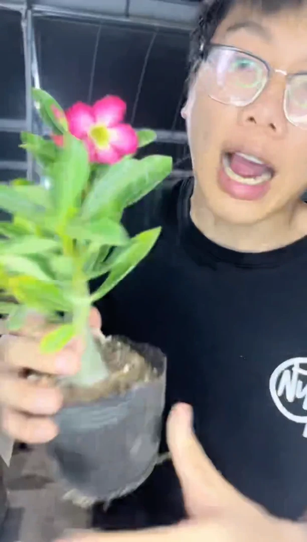 2颗 沙漠玫瑰【带根】