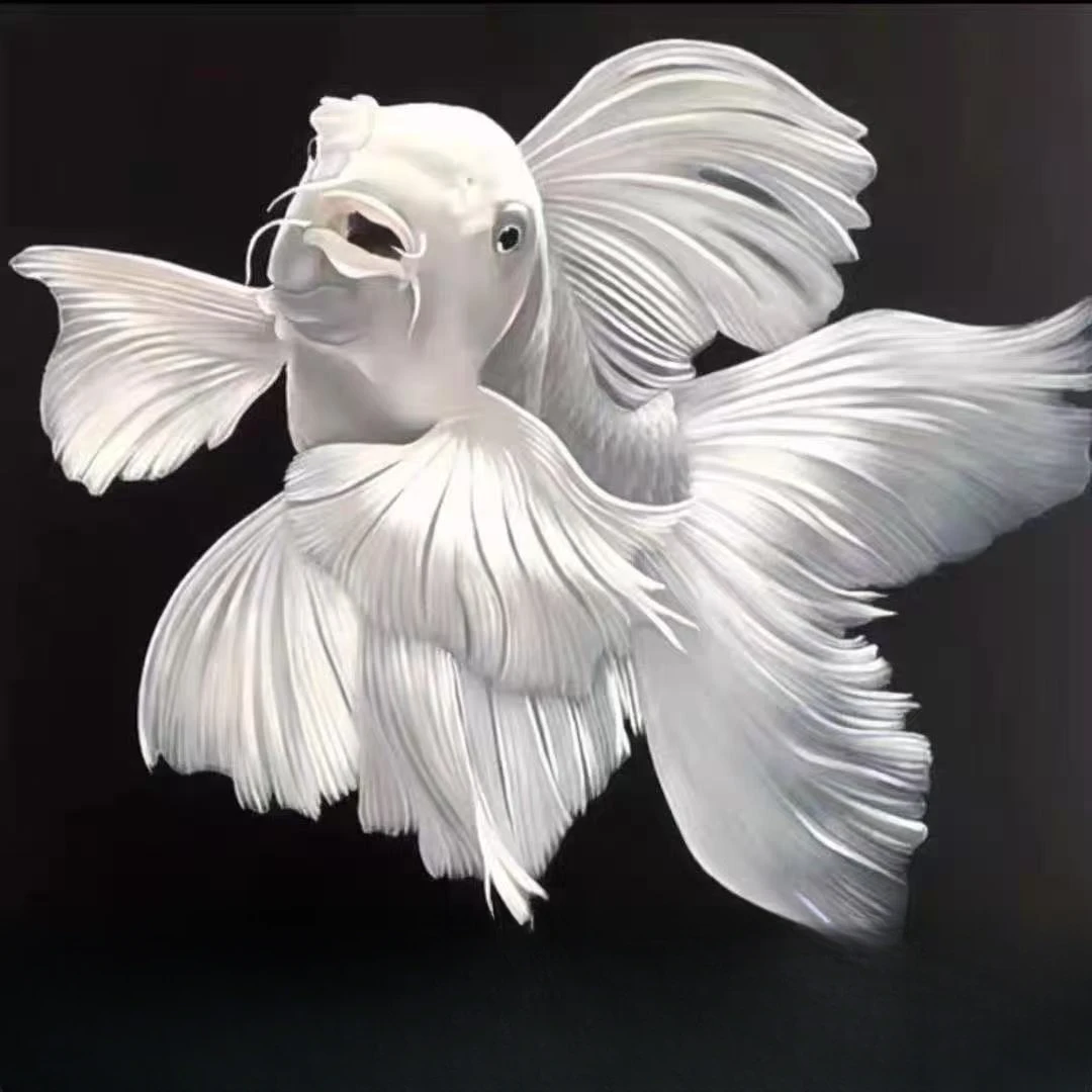 【微瑕处理】纯种蝴蝶鲤长尾观赏鱼冷水淡水好养耐活适合家庭饲养