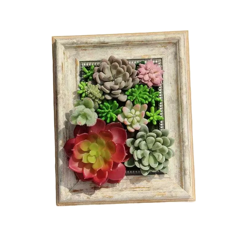 一物一拍（5-35）多肉植物按照直播间价格下单拍照截图即可