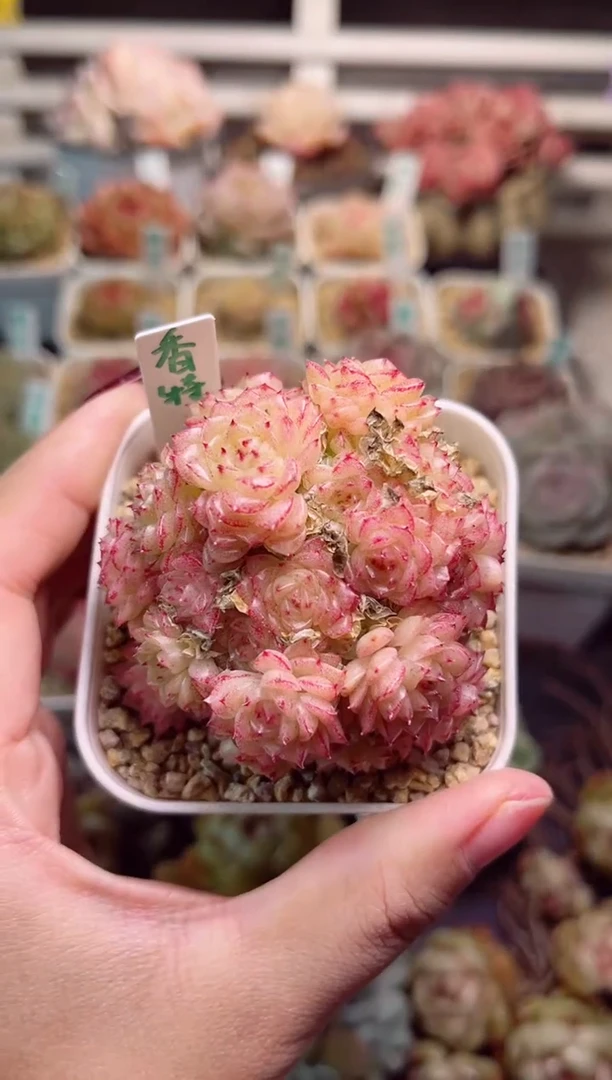 【闪购商品】G461香特一物一拍