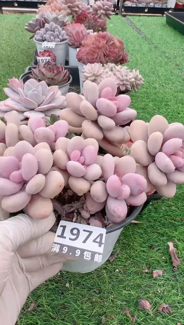 【闪购商品】信福多肉一物一拍