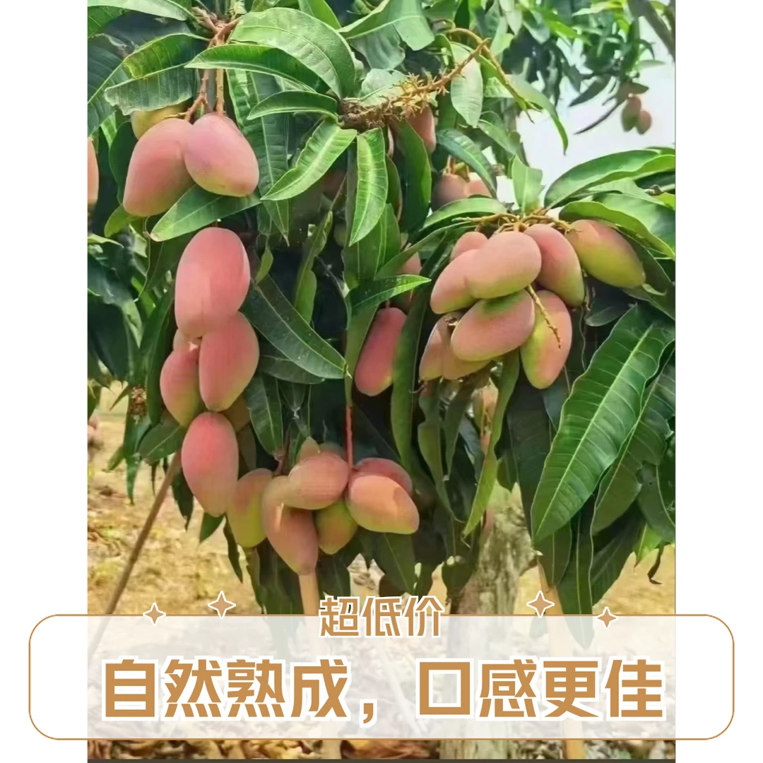 红贵妃小果香甜汁多