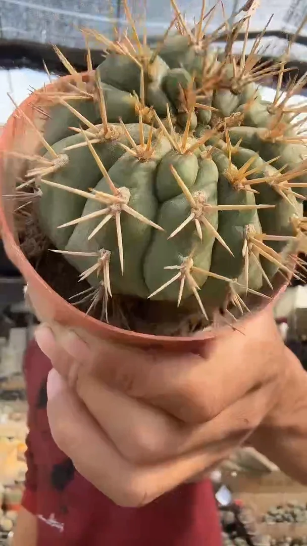 实生大号勇将丸9.99