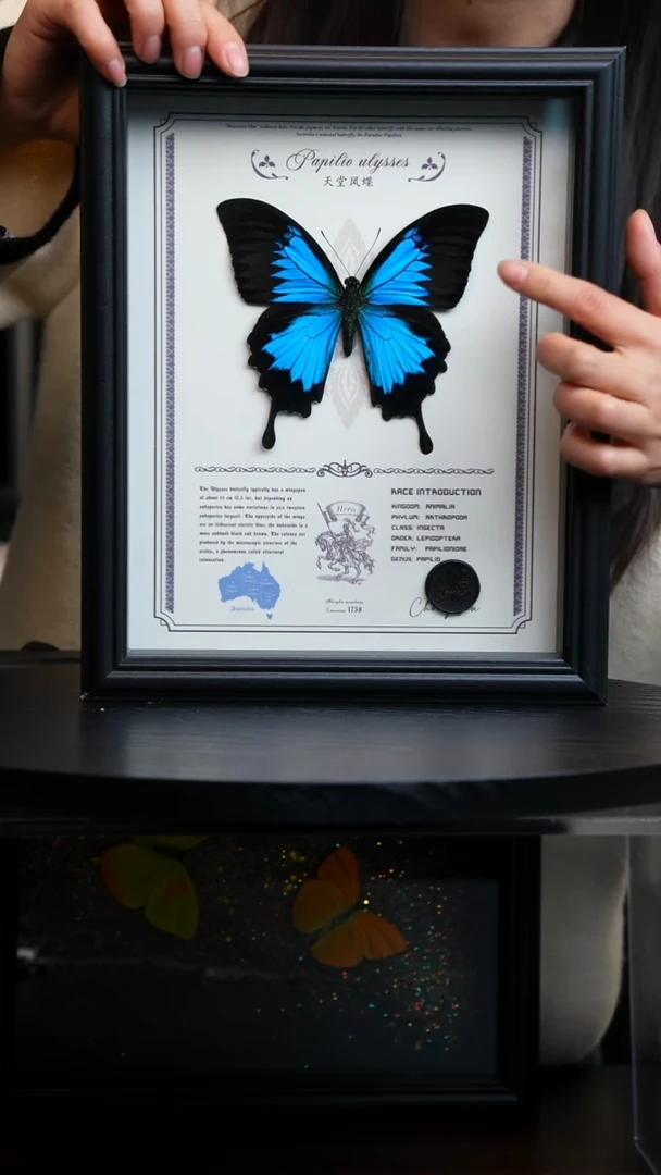 天堂凤蝶虫逢艺术款10寸