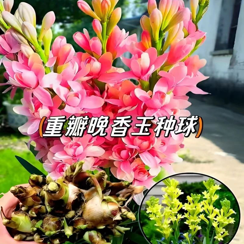 【拍一发三】重瓣晚香玉种球四季种植阳台花卉盆栽