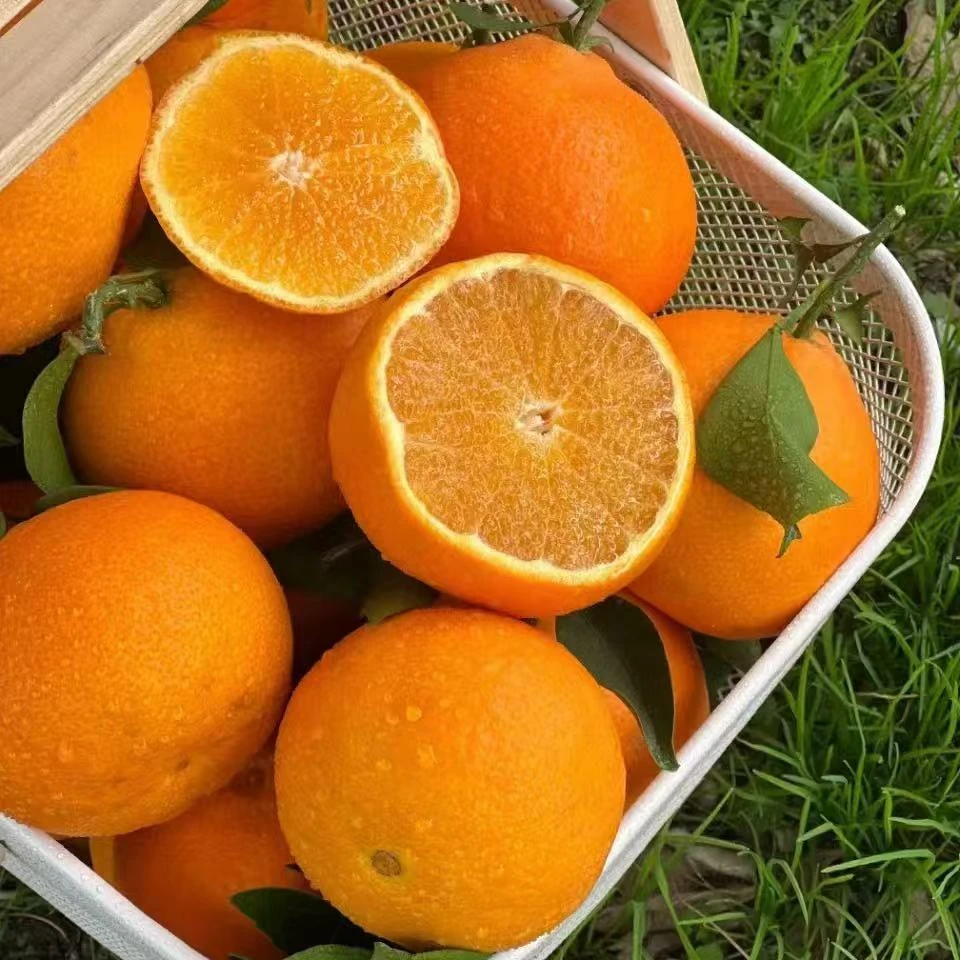 1  红美人果冻橙5斤分装【只发河南省】