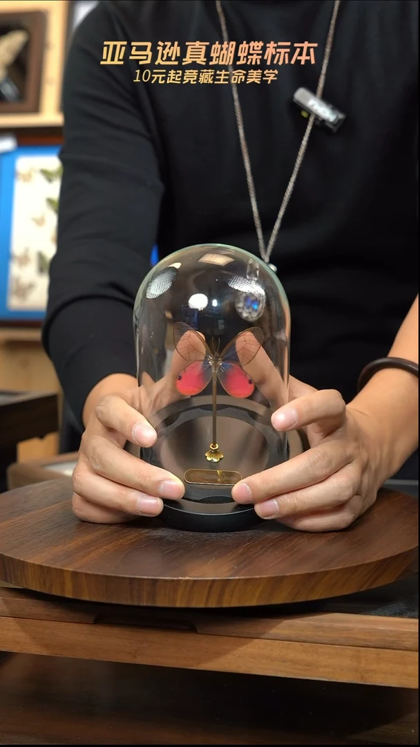 玫瑰绡眼蝶小号玻璃罩