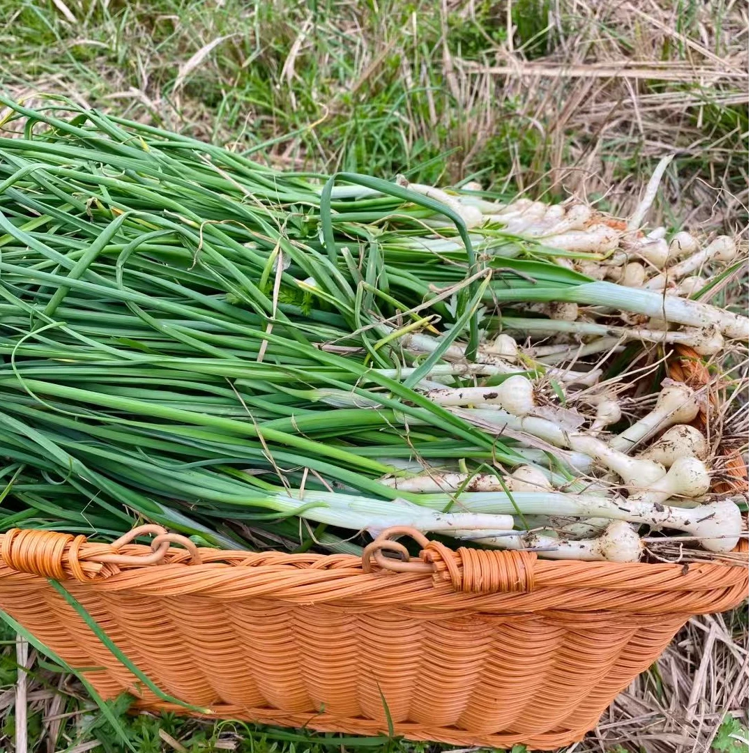 贵州山野新鲜野葱现挖野葱小葱香葱现挖现买
