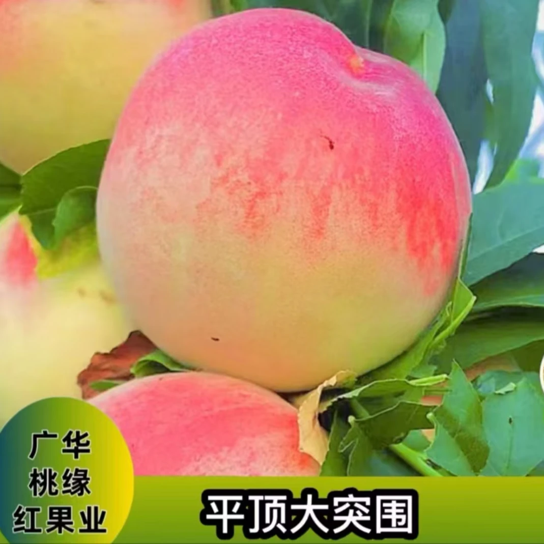 平顶大突围 秋后落叶发苗