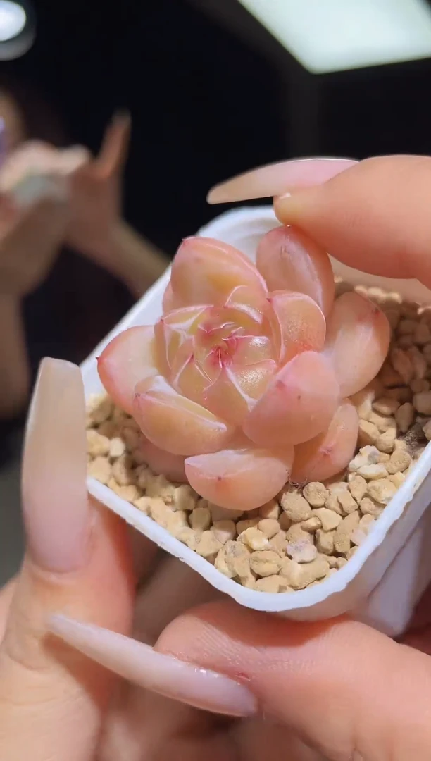 闪购1056桃灼多肉一颗量拍3.5厘米