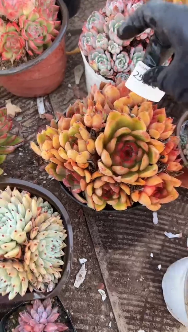 用****7多肉植物一物一拍25310