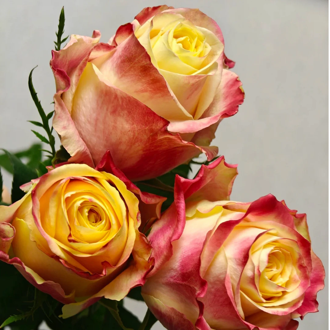 奈斯园艺 帽子/秀波 根接苗直立切花月季玫瑰花多季阳台盆栽