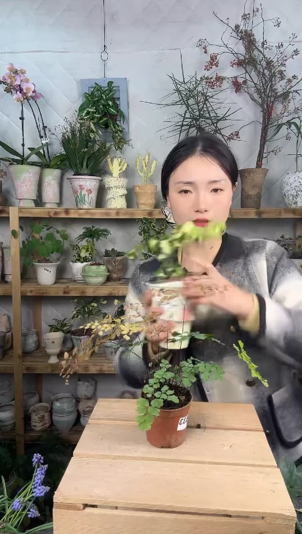 无花朵533柔情铁线蕨育苗盆