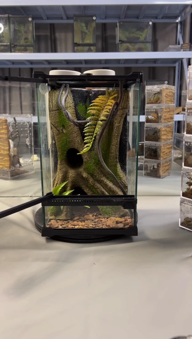 玻璃【长20宽20高30】爬宠造景缸睫角守宫树栖蜘蛛饲养箱爬宠爬虫缸