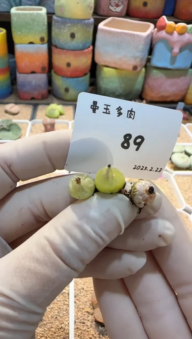 【闪购商品】25.2.23-89