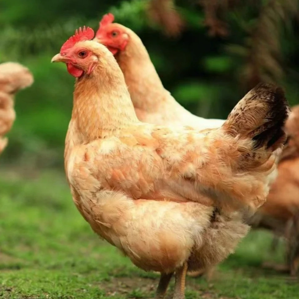 金凤凰土鸡 产双黄蛋 年产330枚