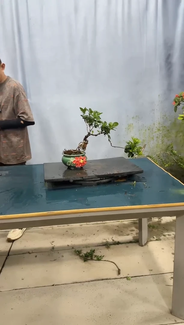 无花朵春花春花春花春花春花