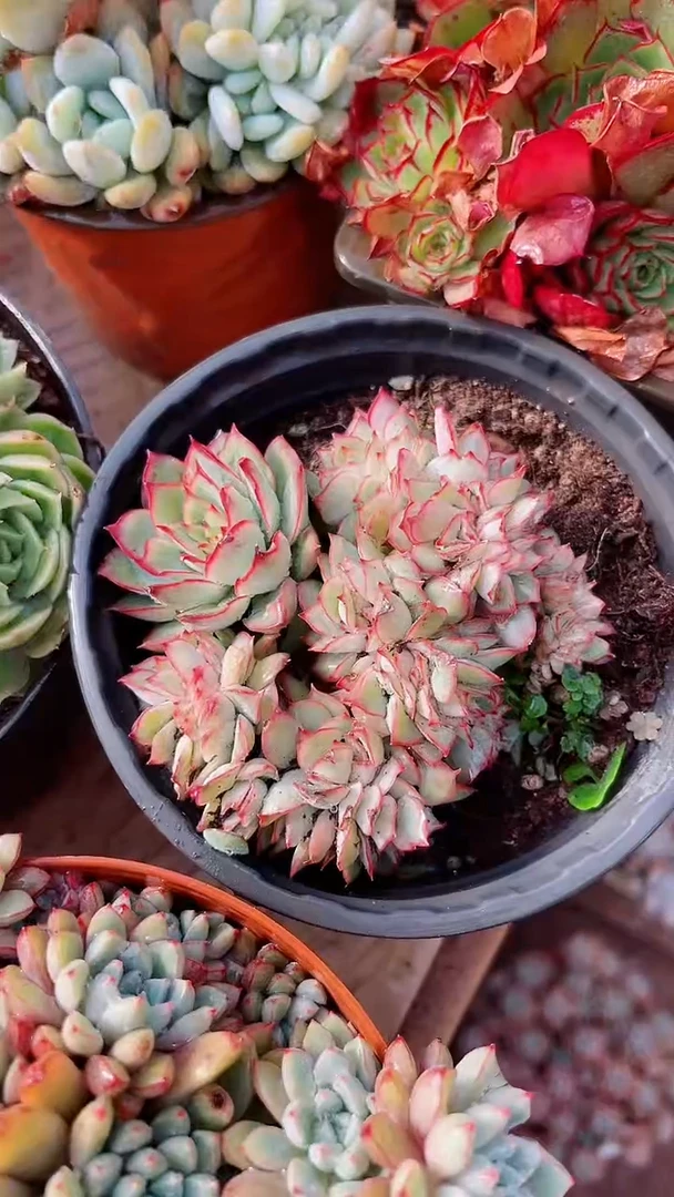 【闪购商品】17353