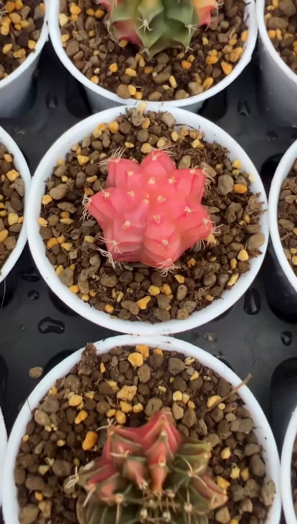 322好看的米哈冲冲冲泰国实生