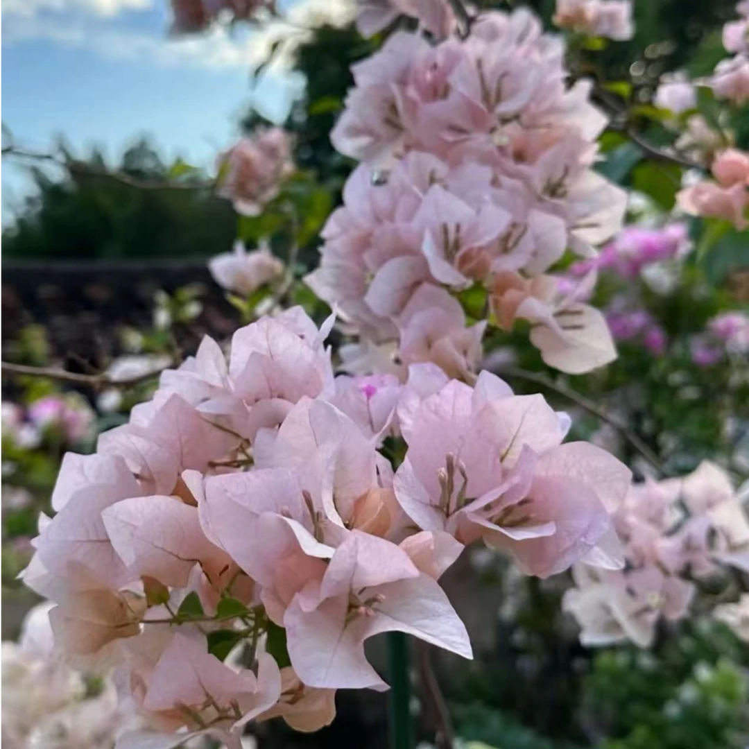 阿达的喜悦三角梅小苗四季开花勤花品种福利款