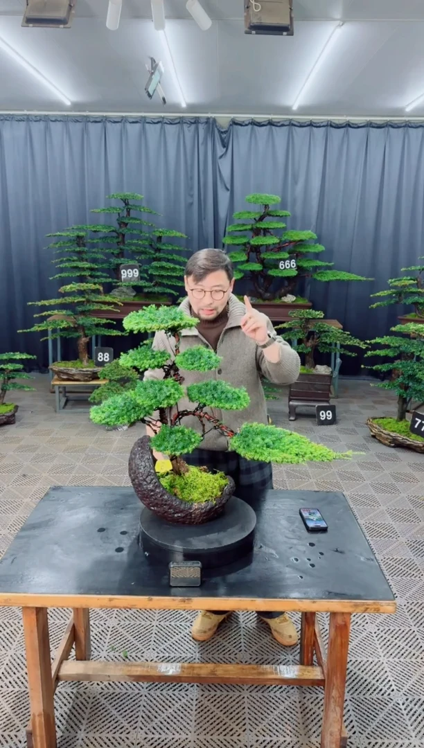 无花朵盆景.....