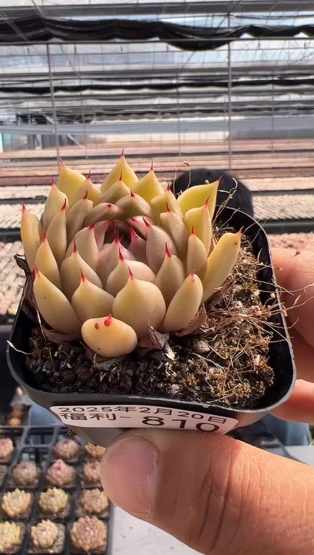 【闪购商品】福利多肉-810