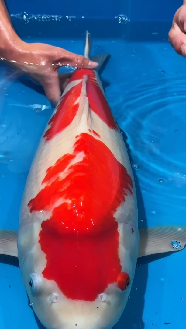 锦鲤佛山金隆锦鲤直播专用闪购链接，不支持7天无理由退货退款