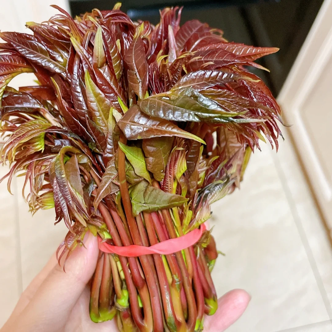 【春芽】平武春芽高山头茬香椿嫩芽新鲜红油香椿自然生长蔬菜春芽