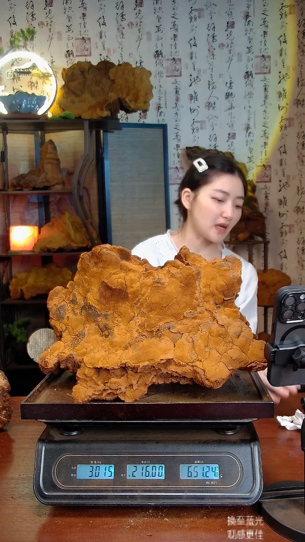 松针层孔菌中国大陆【藏区】松树桑黄（6.03斤）70-80年份
