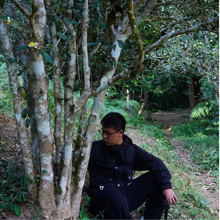 【2024白茶园高杆】易武白茶园高杆普洱茶生茶