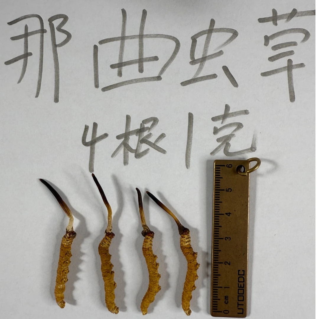 那曲头茬干草高海拔虫草冬虫夏草4根/克