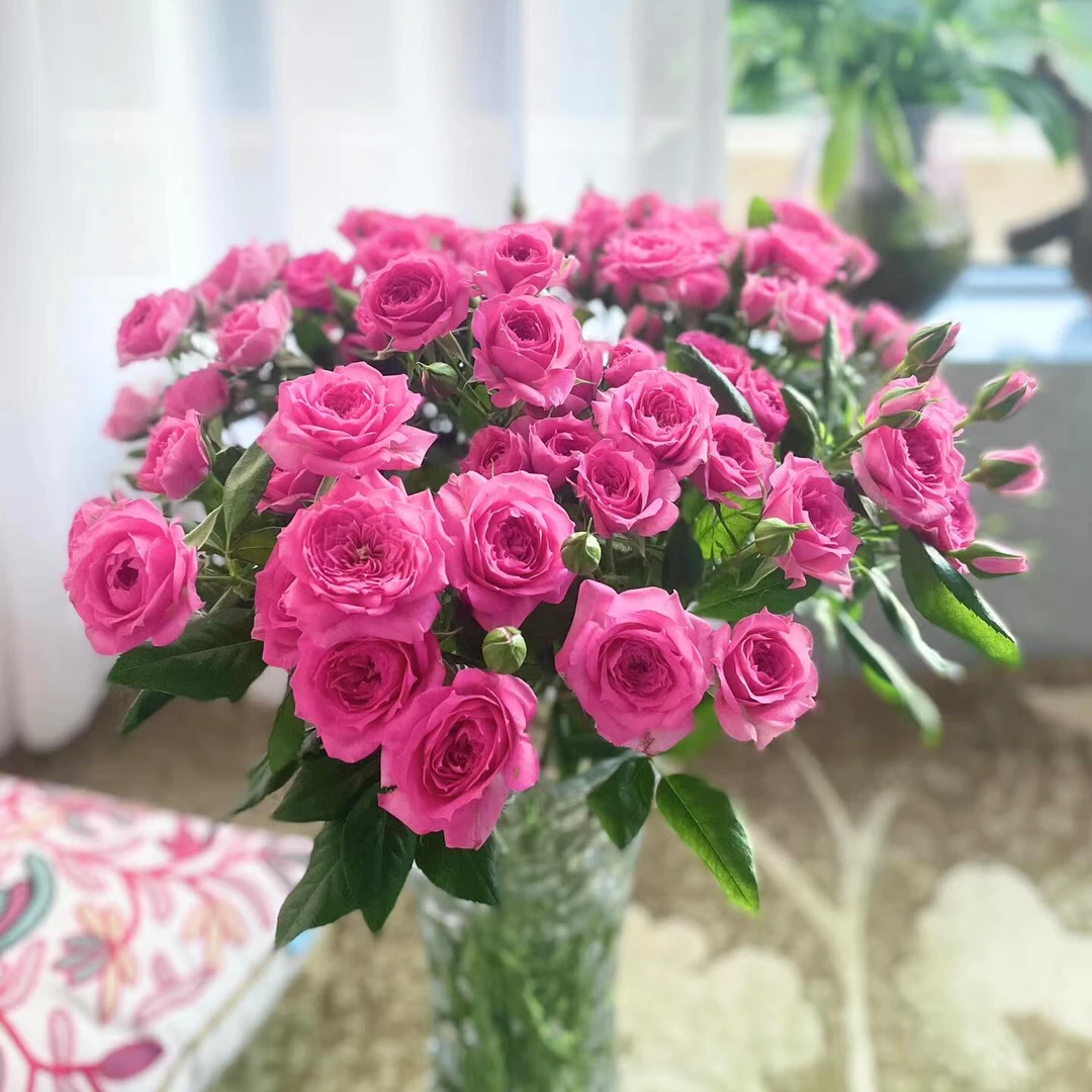 斗南云舍花卉【苏菲宝贝】多头玫瑰云南鲜花基地顺丰冷链直发