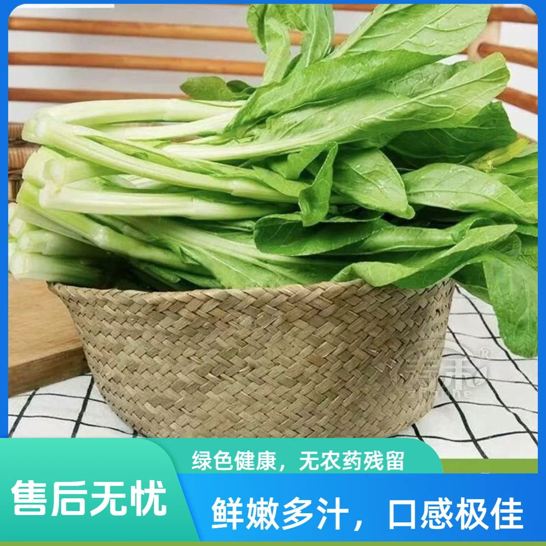 四川白菜苔新鲜采摘绿色脆嫩应急蔬菜菜心
