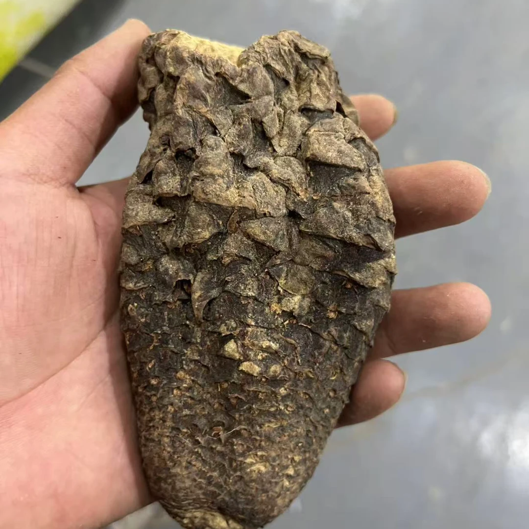 肉苁蓉 云贵山货集市现收