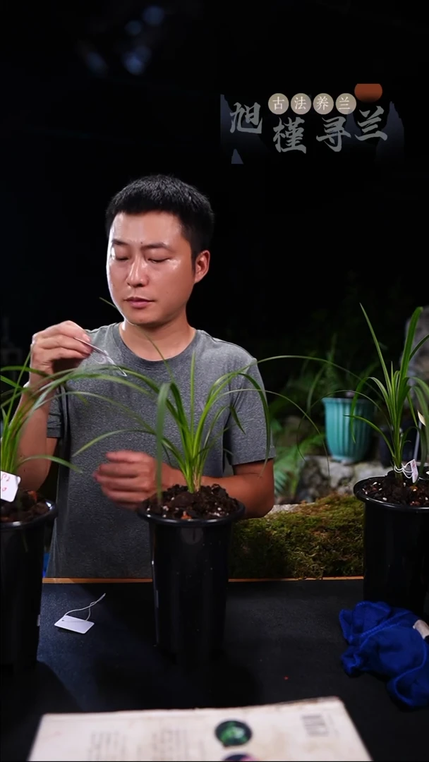 完全开放勇**Y秋芝-璞玉素（前垄单苗带芽）