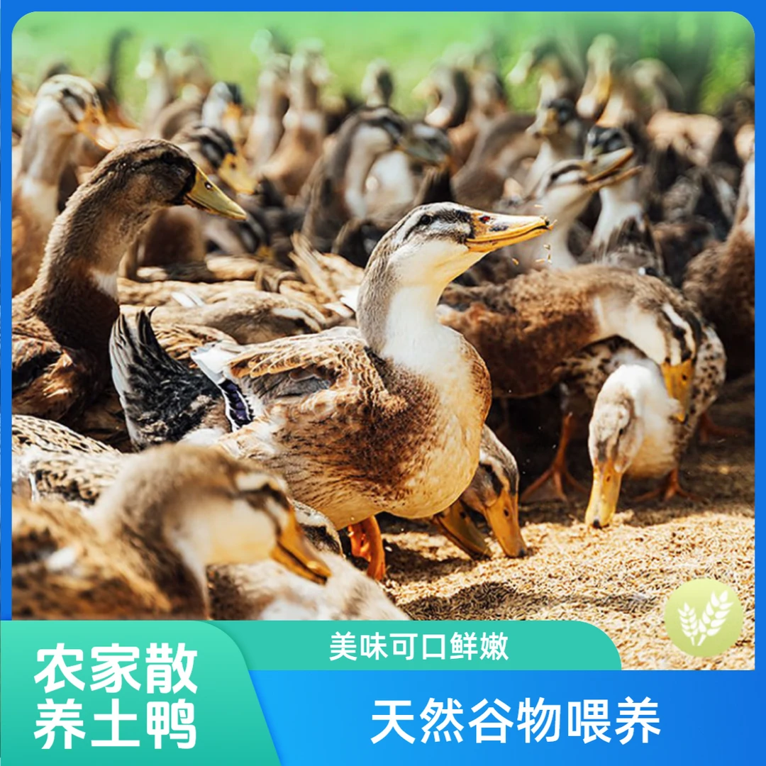 【吹哥专属】正宗农村纯粮食散养土鸭子老鸭子谷物饲养营养丰富