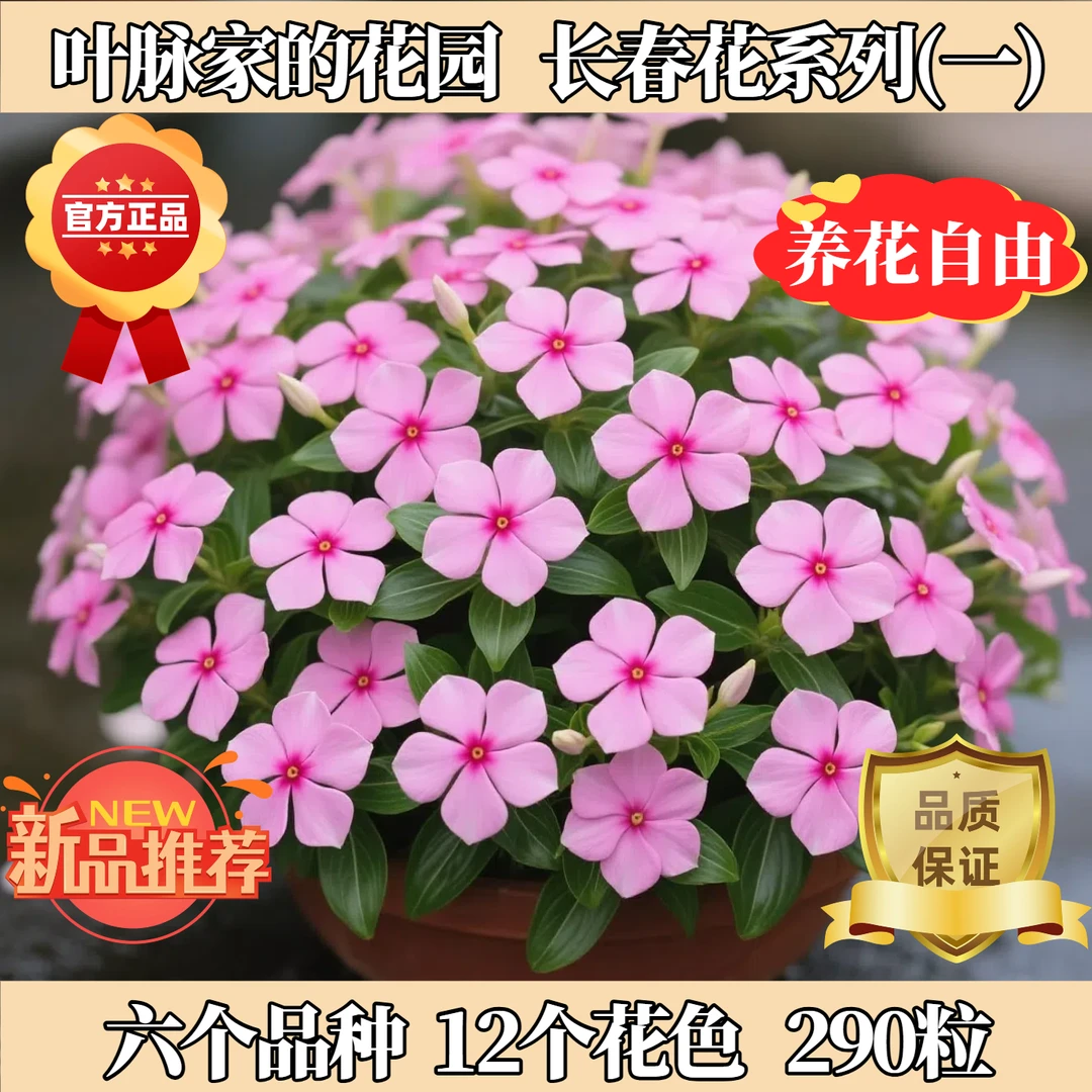长春花种子套餐系列一（国产+太阳风暴+太平洋+地中海+刺青）