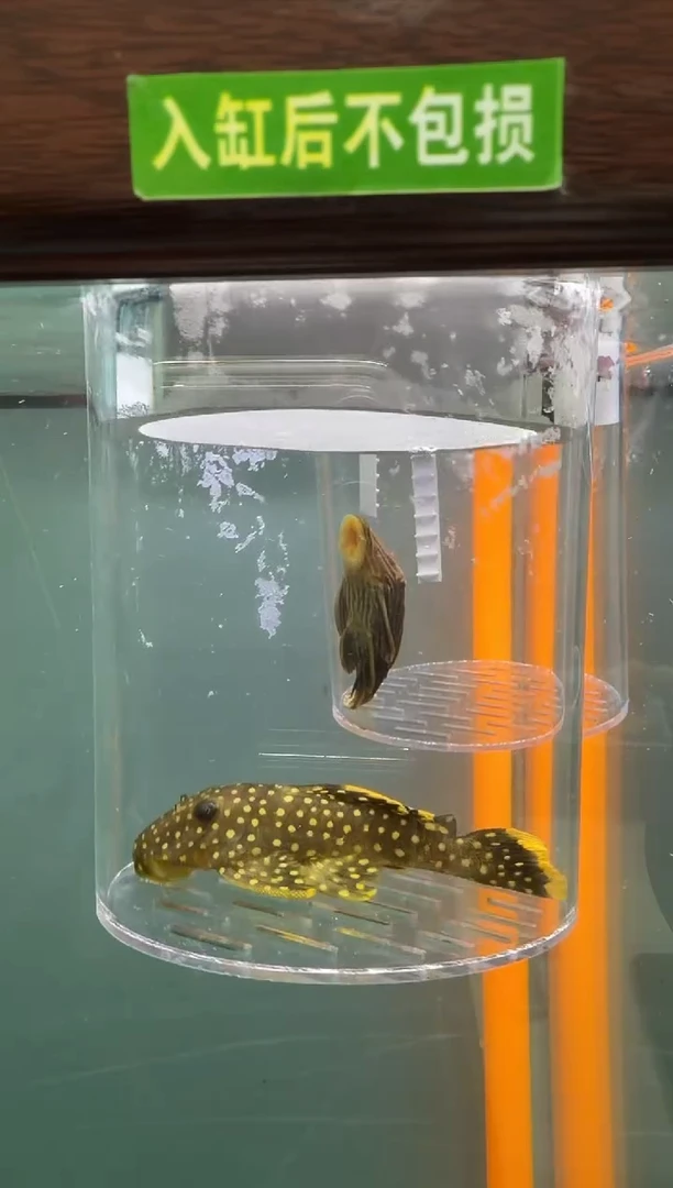 清道夫鱼113号177入缸不包损录制完整开箱视频10.4厘米
