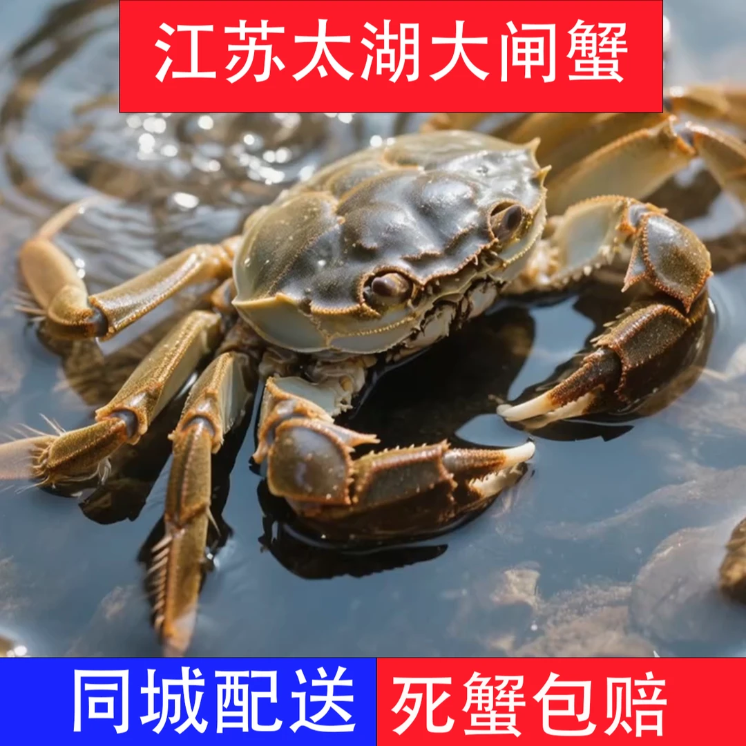 鲜活公蟹（1.8-2两）一只（同城配送）